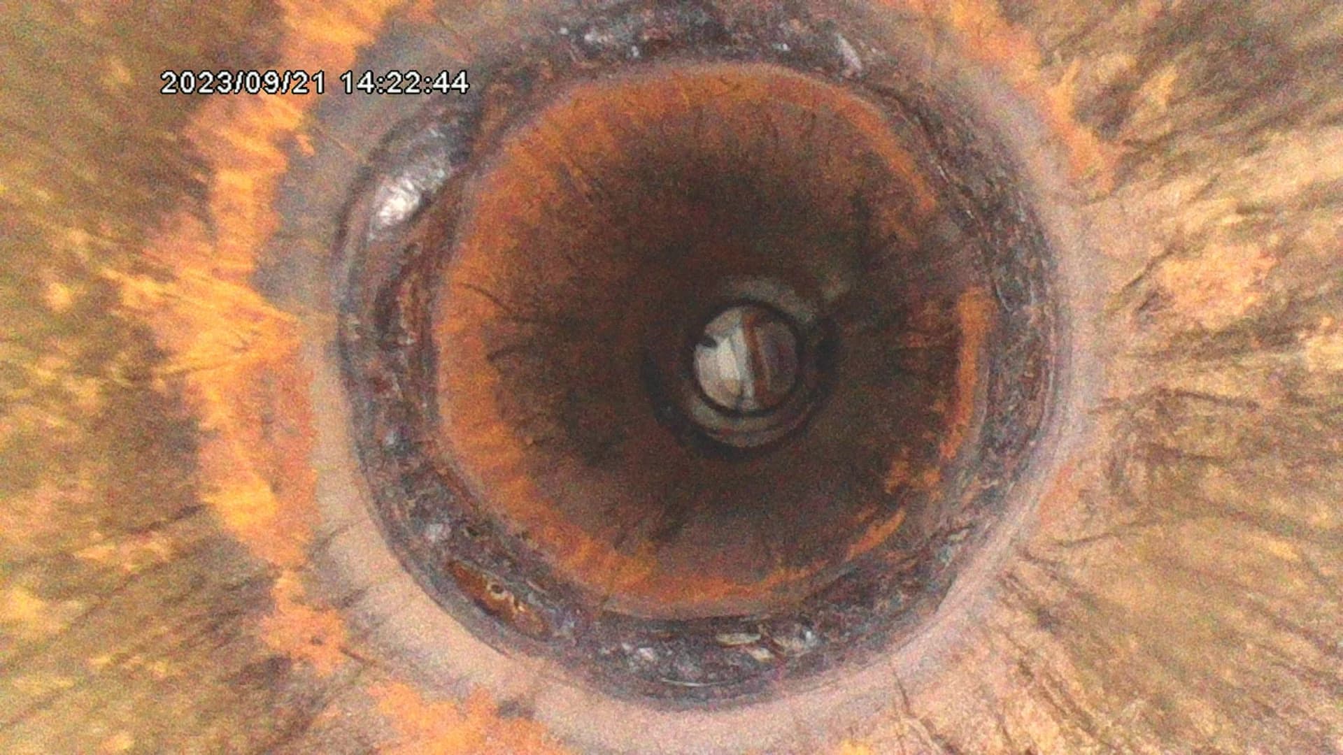 X600 HD — Imagen a través de la sonda